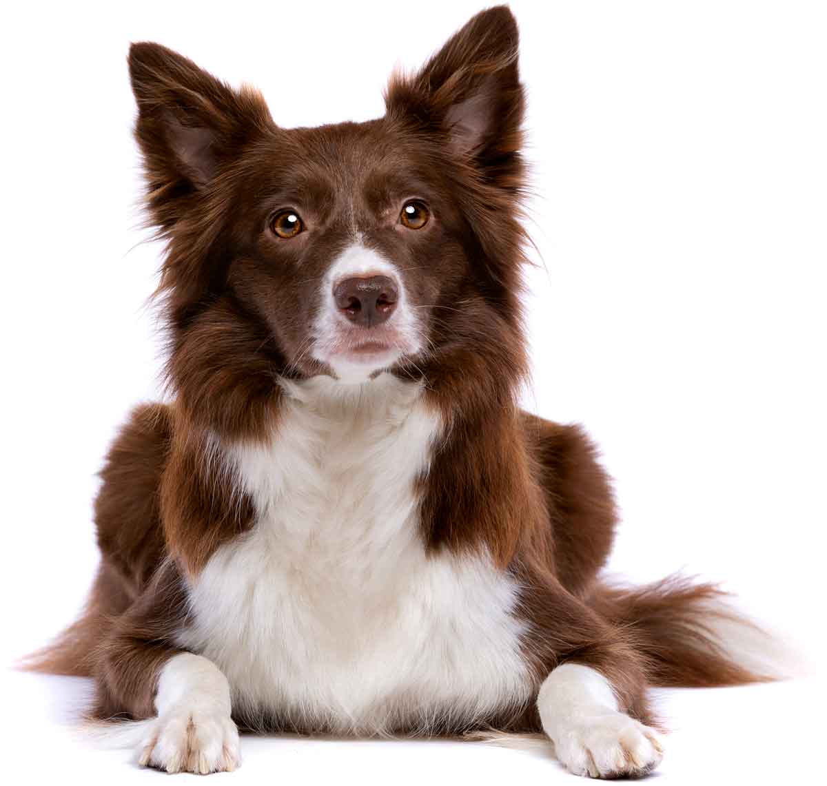 Picture of a border collie.