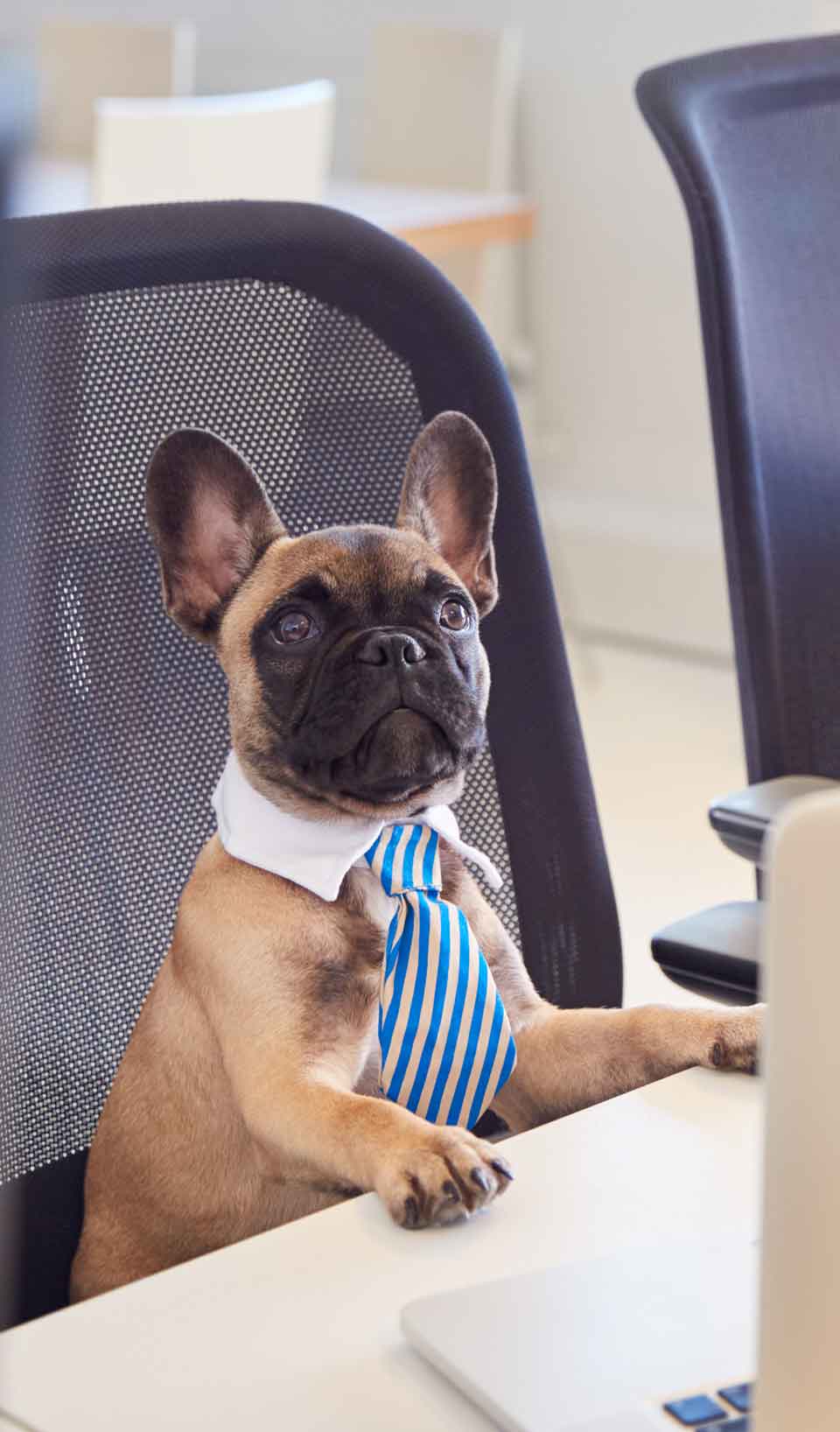 Picture of a bulldog dressed for work.